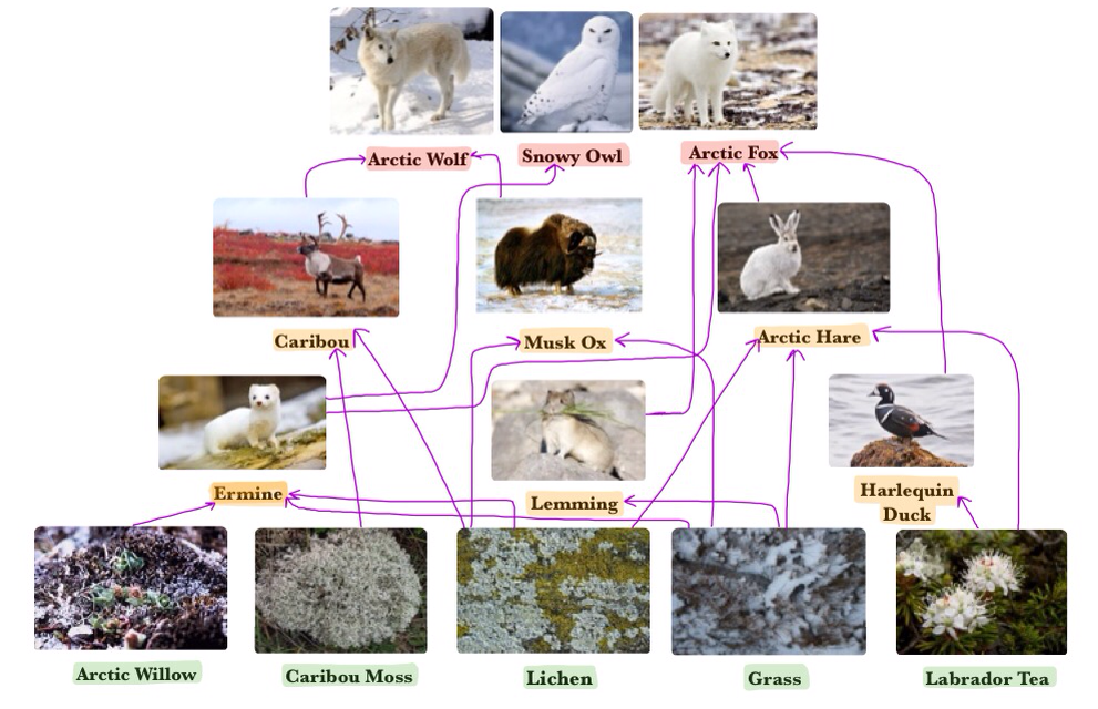 Tundra Food Web Diagram